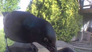 common grackle