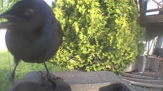 common grackle