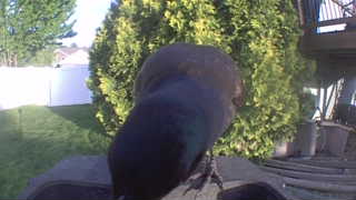 common grackle