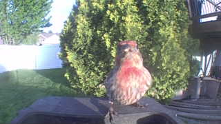 house finch