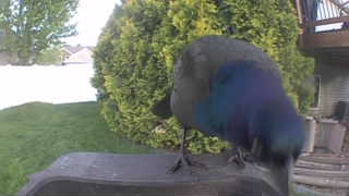 common grackle