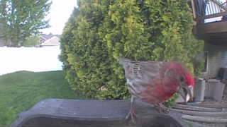 house finch