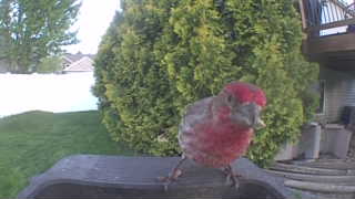 house finch