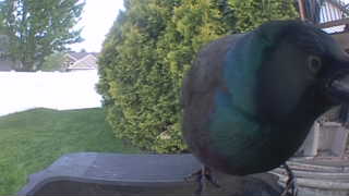 common grackle