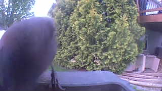 american crow