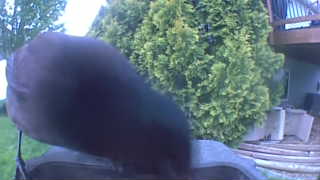 common grackle