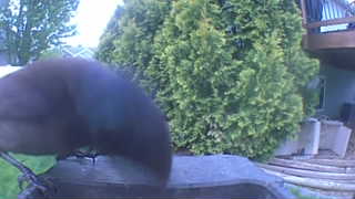 common grackle