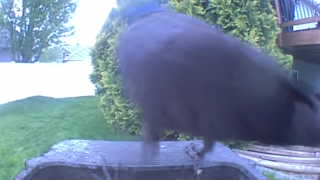 rock pigeon