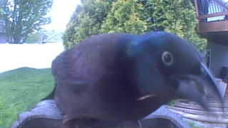 common grackle