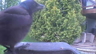 common grackle