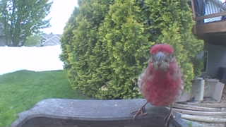 purple finch