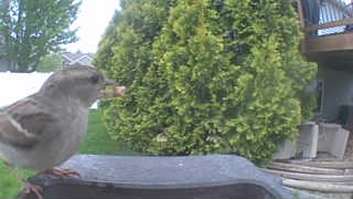 house sparrow