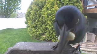 common grackle