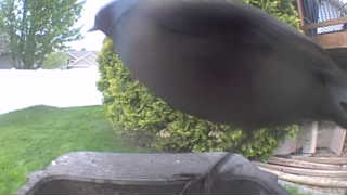 european starling