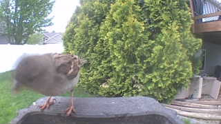 house sparrow