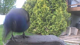 common grackle