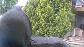 common grackle