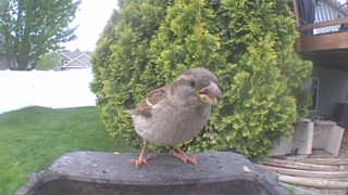 house sparrow