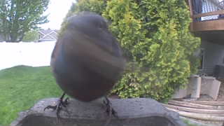 common grackle
