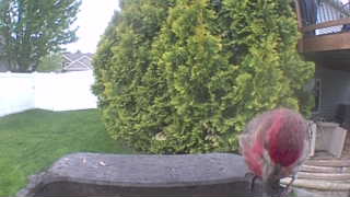 house finch