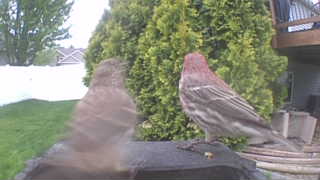 house finch