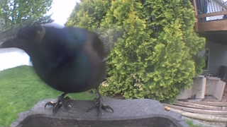 common grackle