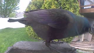 common grackle
