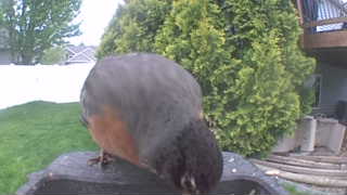 american robin