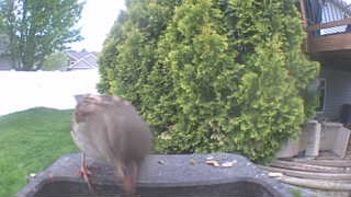 house sparrow