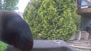 common grackle