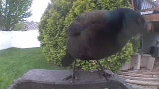 common grackle