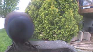 common grackle
