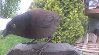 common grackle