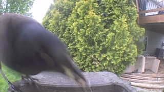 brown-headed cowbird