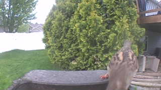 house sparrow