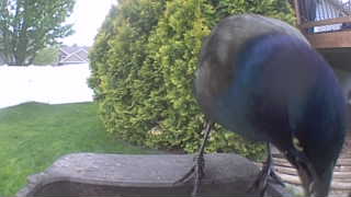 common grackle