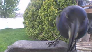 common grackle