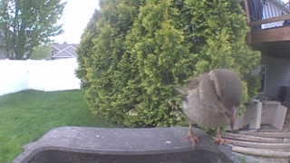 european starling