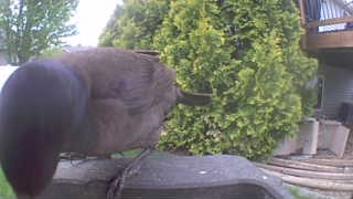 common grackle