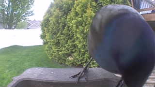 common grackle