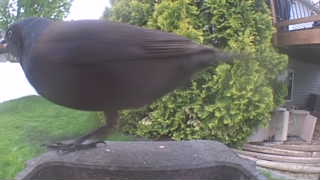 common grackle