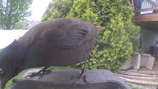 common grackle