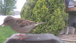 house sparrow