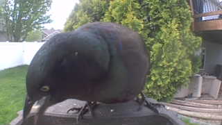 common grackle