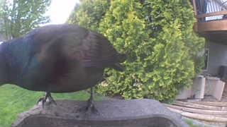common grackle