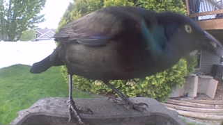 common grackle