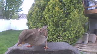 house sparrow