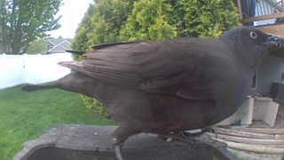common grackle