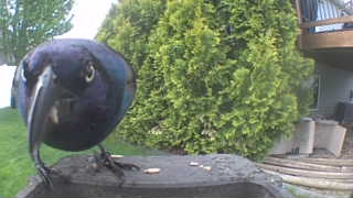 common grackle
