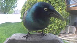 common grackle